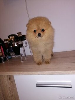 Nemecký špic trpasličí, pomeranian