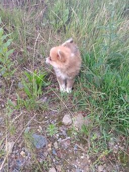 Pomeranian mini Boo