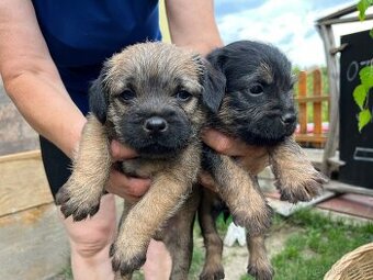 Štěně border terrier s PP