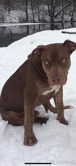 Americký pitbulteriér