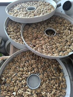 Vyloupané vlašské ořechy