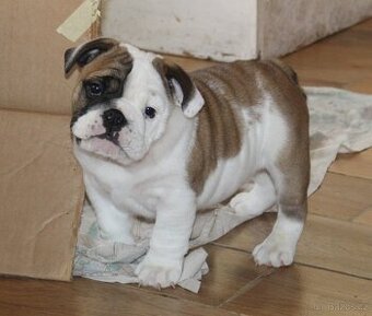 Anglický buldok s PP