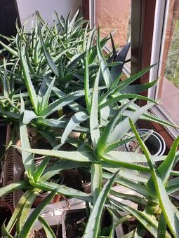 PRAVÉ LÉČIVÉ ALOE VERA I S RECEPTY NA UŽÍVÁNÍ