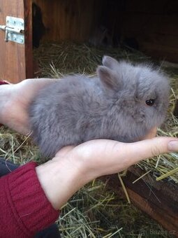 Prodám zakrslá králíčata