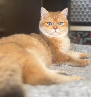 Britský kocourek, černě zlatý, vzácné modré oči, PP