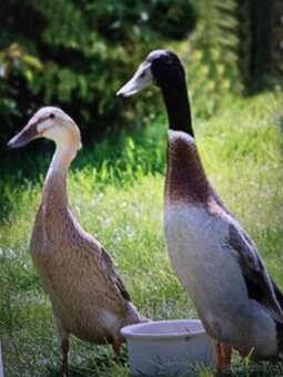 Prodám kachny Indický běžec