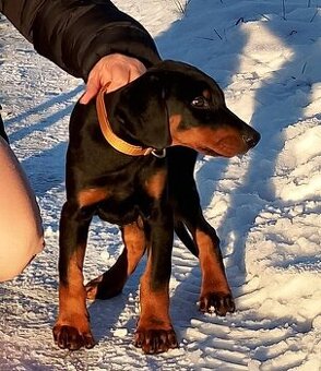 Dobrman štěně s PP