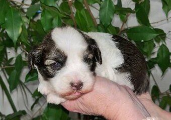 Havanský psík s PP     FCI