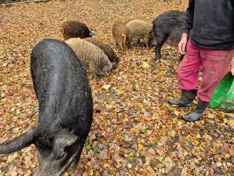 Prasnice  - selata -  Mangalice