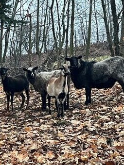 Přidám Berana romanovsky