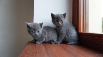 Britská krátkosrstá koťata na prodej