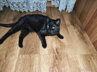 Daruji hodnou černou kočičku po kastraci