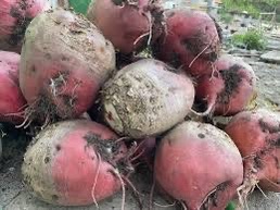 Prodám krmnou řepu