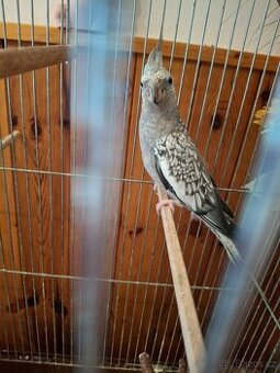 Prodám korelu chocholatou