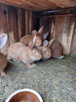 Prodám burgundské králíky samice