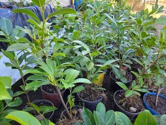 Bobkovišně (pro krásný živý plot)