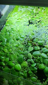 Plovoucí rostliny do akvaria, krevetky, plzi, gupky - 1