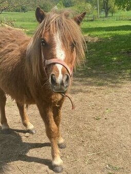 Stehan Pony