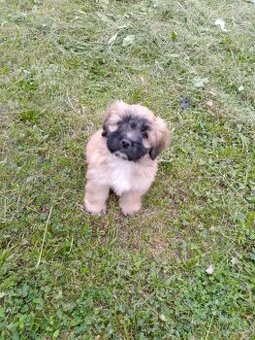 shih-tzu x jorkširsky bez pp