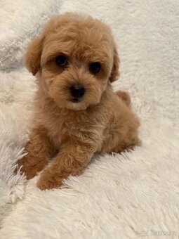 Maltipoo