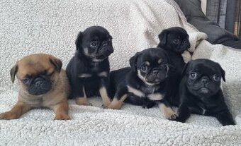 Mops