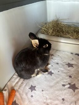 Daruji zakrslého králíčka 🐰
