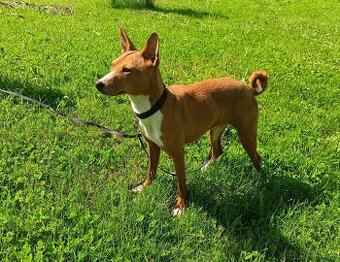 Basenji