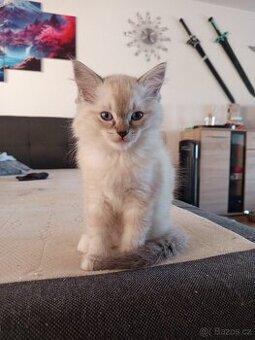 Ragdoll bez pp