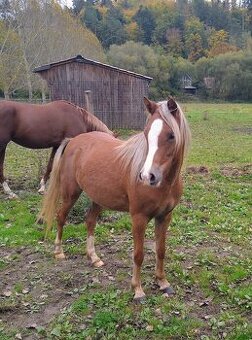 Welsh pony B - 1