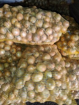 Cibule