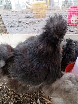 Hedvabnicka USA čokoládová