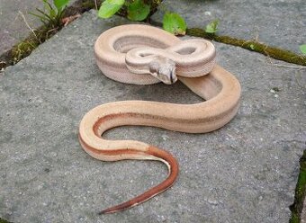 Boa imperator- Sharp Sunglow 66% het Sterling,Hypo Sterling