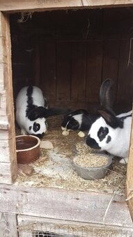 Německý obrovitý strakáč