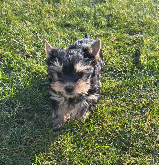 Jorkšírský teriér s PP