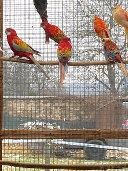 Rosela pestrá opalín gold gold - 1