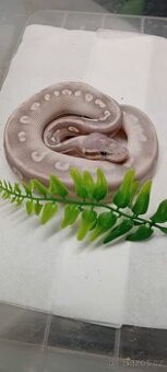 Krajta královská - aktuální nabídka 2.3.