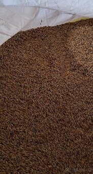 Prodej kvalitního ovsa