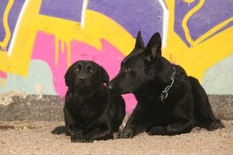 Štěňata labrador x německý ovčák