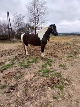Prodám 5 letou kobylu Welsh