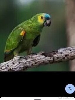 Amazoňan modročelý