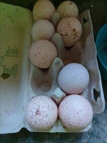 Násadová vejce krůta mix Bronzová / Bílá