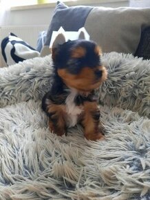 Color yorkshire terrier s pp