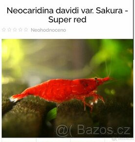 Neocaridina davidi var. Sakura - Super red