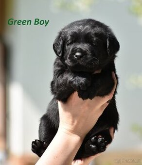 Labrador  s PP