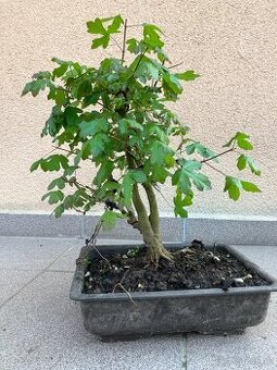 Bonsai, Bonsaj, jamadori, javor babyka