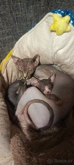 Holčička kanadský sphynx