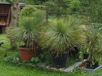Yucca linearis - 1