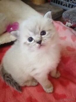 Ragdoll bez PP