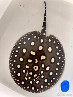 Potamotrygon Black Diamond x Big Spot