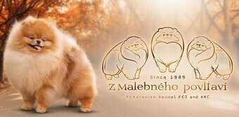 POMERANIAN S PP FCI